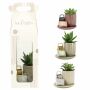 Aromatic Giftset small - Easy care