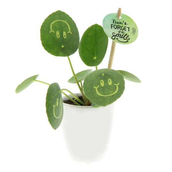 Relatiegeschenk plant | Smylieplant small in giftbox | Te personaliseren