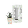 Tiny Greenz in papercup, In giftbox, Easy care mix