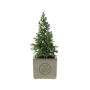 Congreet® plantpots small - Christmas edition