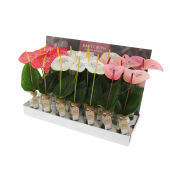 Message Printz® - Snijanthurium