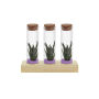Tiny Treasurez® - Trio tube & wood, Paars