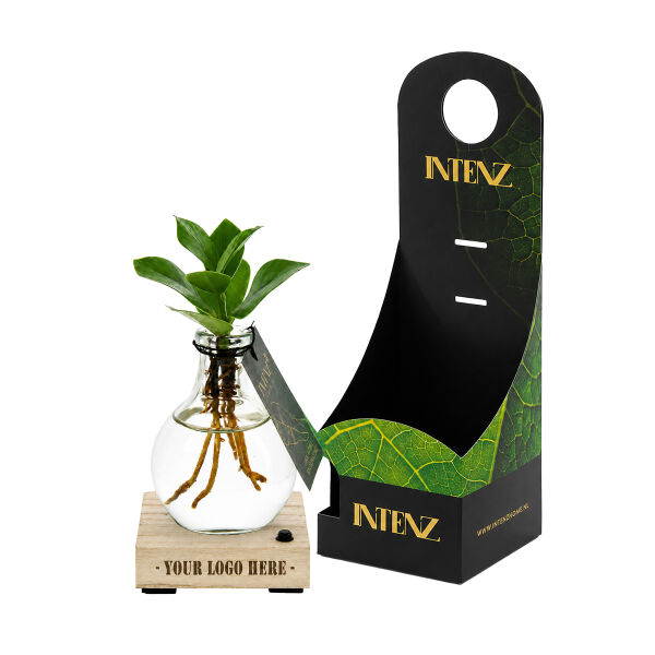 Hydroponic plants - Light plant in giftbox Hydroponic plants - Light plant in giftbox