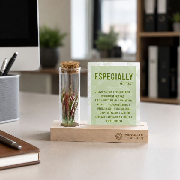 Airplant - Cardholder & tube Airplant - Cardholder & tube