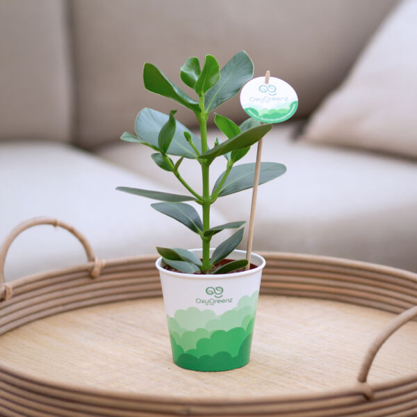 OxyGreenz® - Clusia rosea in papercup, Zonder verpakking OxyGreenz® - Clusia rosea in papercup, Zonder verpakking