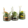 Easter glass large - Kalanchoë, Zonder verpakking