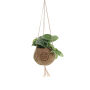 Kokodama® - Green mix (S), Zonder verpakking