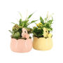 Easter colourful ceramic large - Kalanchoë, Zonder verpakking