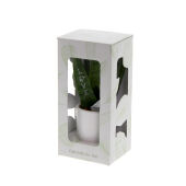 Message Printz® - Sansevieria V-line in giftbox
