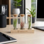 Airplant - Trio tube & wood
