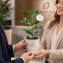 OxyGreenz® - Clusia rosea in papercup, Zonder verpakking