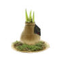 No Water Flowers® - Waxz® on golden dish, In giftbox, Goud