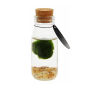 Marimo moss balls - Bottle small, In giftbox Marimo moss balls - Bottle small, In giftbox