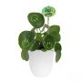 Smylieplant® - Happy in keramieke pot (large), In beschermende plantensleeve