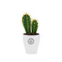 Tiny Greenz in printed pot, Zonder verpakking, Cacti mix