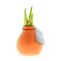 No Water Flowers® - Waxz® Colours, In luxury box, Pastel oranje