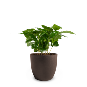Coffee Based - Plant pot met koffieplant