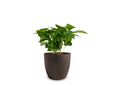 Plant pot met koffieplant Plant pot met koffieplant