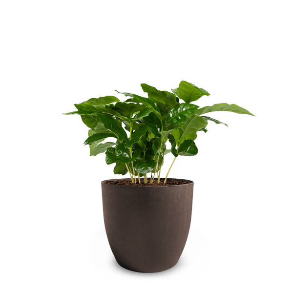 Plant pot met koffieplant