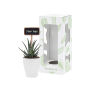 Tiny Greenz with ChalkNotes, In giftbox, Easy care mix