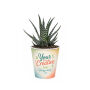 Tiny Greenz in papercup, Zonder verpakking, Easy care mix