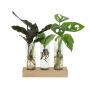 Hydroponic plants - Trio tube & wood