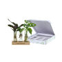 Hydroponic plants - Trio tube & wood Hydroponic plants - Trio tube & wood