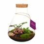 Wardians® Ecosystem - Erlenmeyer large + LED, Zonder verpakking