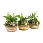 Easter basket large - Kalanchoë, Zonder verpakking