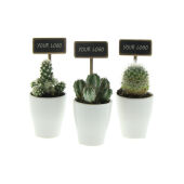 ChalkNotes® - Cacti mix
