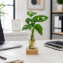 Hydroponic plants - Single tube & wood