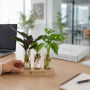 Hydroponic plants - Trio tube & wood Hydroponic plants - Trio tube & wood