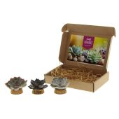 Tiny Treasurez® - Living candle trio in brievenbusdoosje
