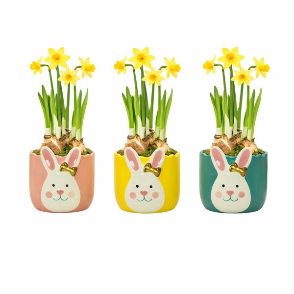 Easter golden bunny medium - Narcis