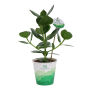 OxyGreenz® - Clusia rosea in papercup, Zonder verpakking