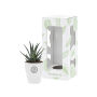 Tiny Greenz in printed pot, In giftbox, Easy care mix