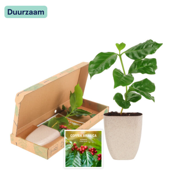 Koffieplantje
