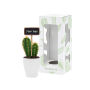 Tiny Greenz with ChalkNotes, In giftbox, Cacti mix