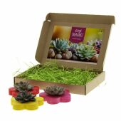 Tiny Treasurez® - Colourful blooms trio in brievenbusdoosje