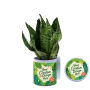 TinGreenz large - Sansevieria TinGreenz large - Sansevieria