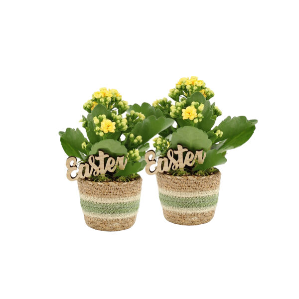 Easter basket small - Kalanchoë