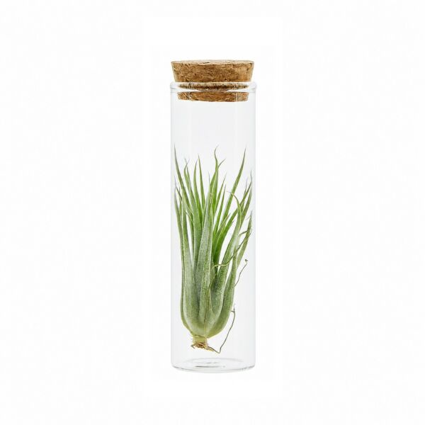 Airplant - Glass bottle small