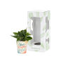 Tiny Greenz in papercup, In giftbox, Green mix