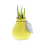 No Water Flowers® - Waxz® Colours, In luxury box, Pastel geel