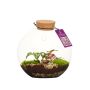 Wardians® Ecosystem - Wall hanger small, Zonder verpakking