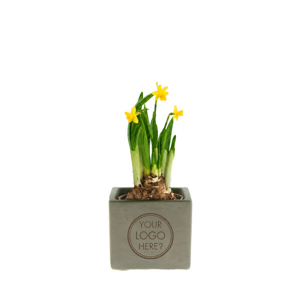 Congreet® plantpots small - Spring edition
