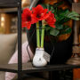 No Water Flowers® - Formz modern, In luxury box, Pastel paars