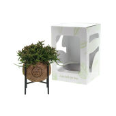 In giftbox