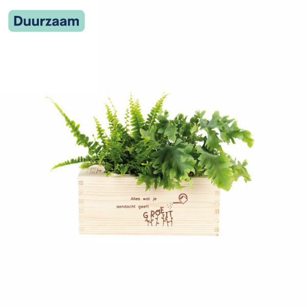 Bloomsbox I M Bloomsbox I M