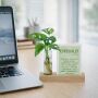 Hydroponic plants - Cardholder & tube